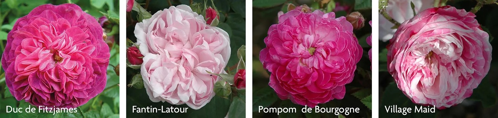 Rose Families Explained - peterbealesroses | blog