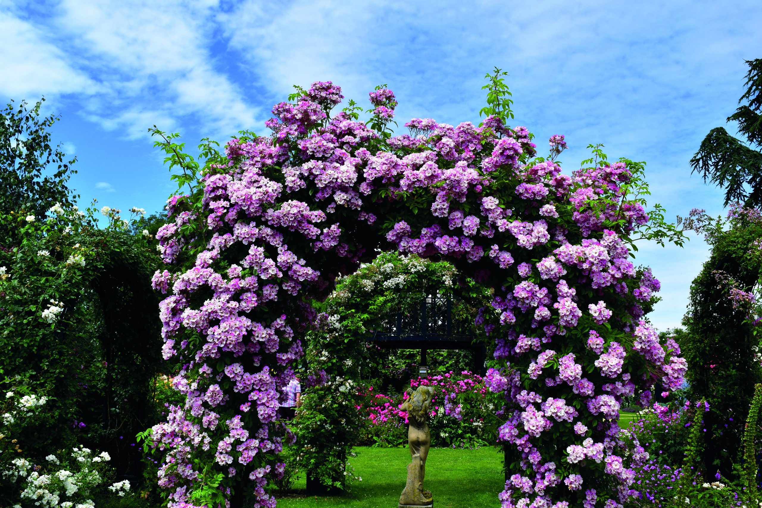 When and How Should I Prune Hybrid Tea Roses vs. Climbing Roses ...