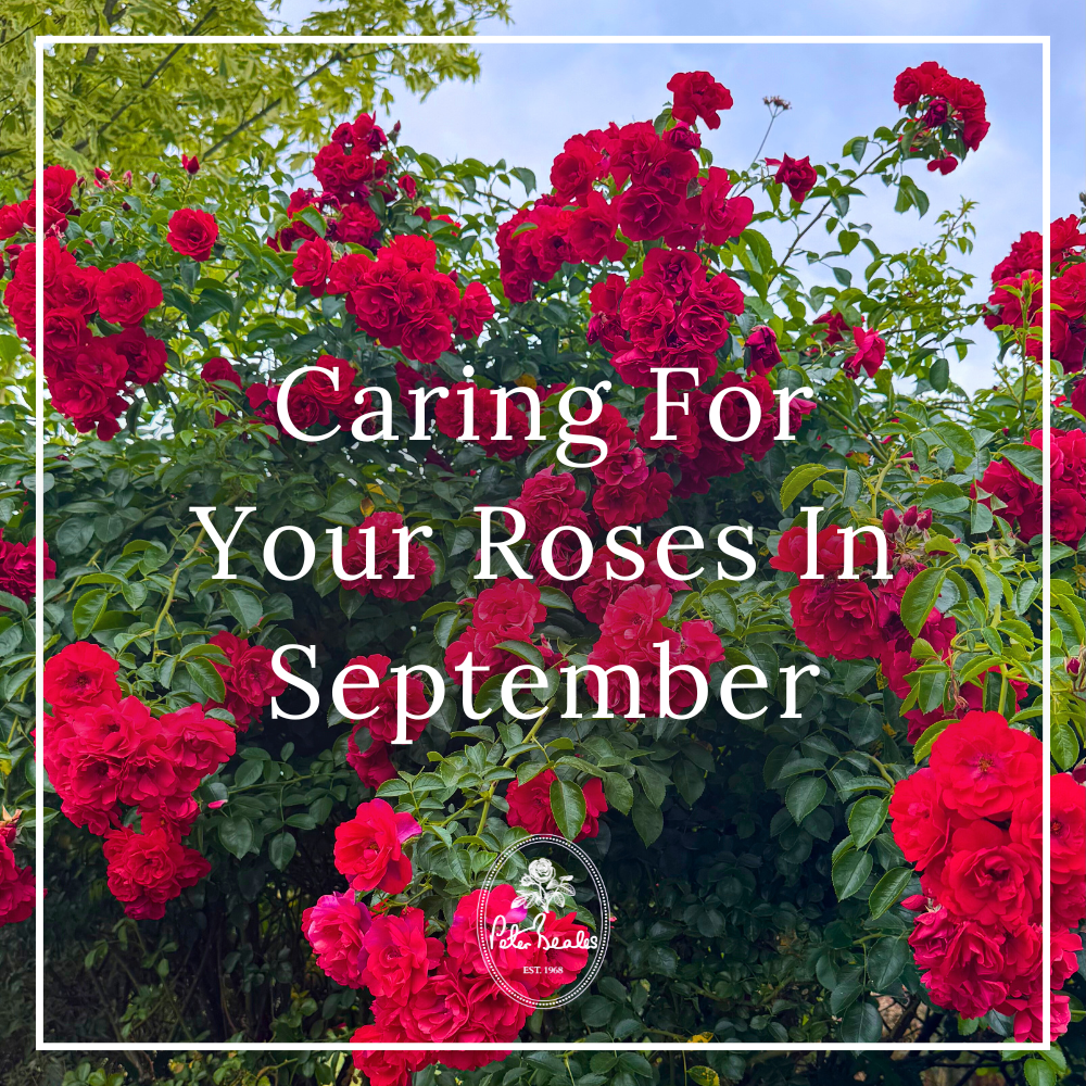 Caring For Your Roses In September - peterbealesroses | blog