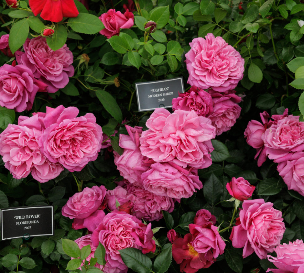 Beales Roses A Look Back At 2025 At Peter Beales Roses - peterbealesroses | blog
