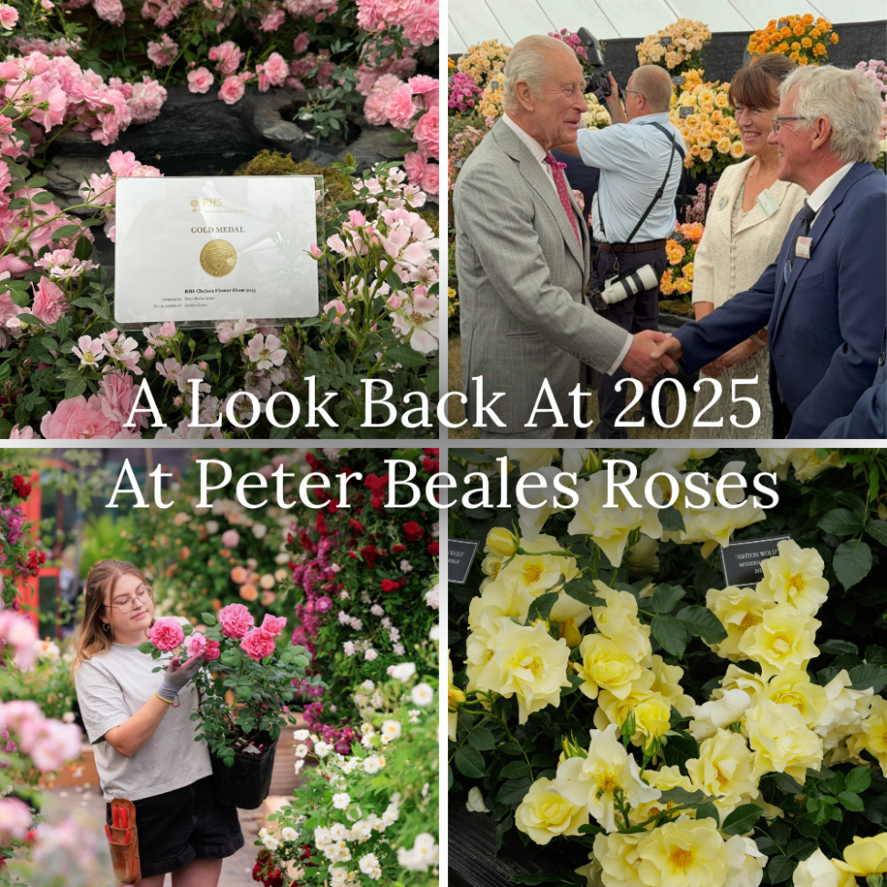 Beales Roses A Look Back At 2025 At Peter Beales Roses - peterbealesroses | blog