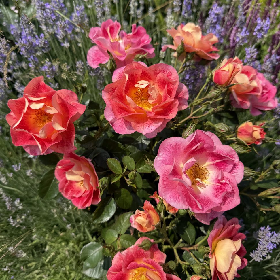 Beales Roses Peter Beales Roses launches BBC ‘The One Show 20th Rose’ at the RHS ...