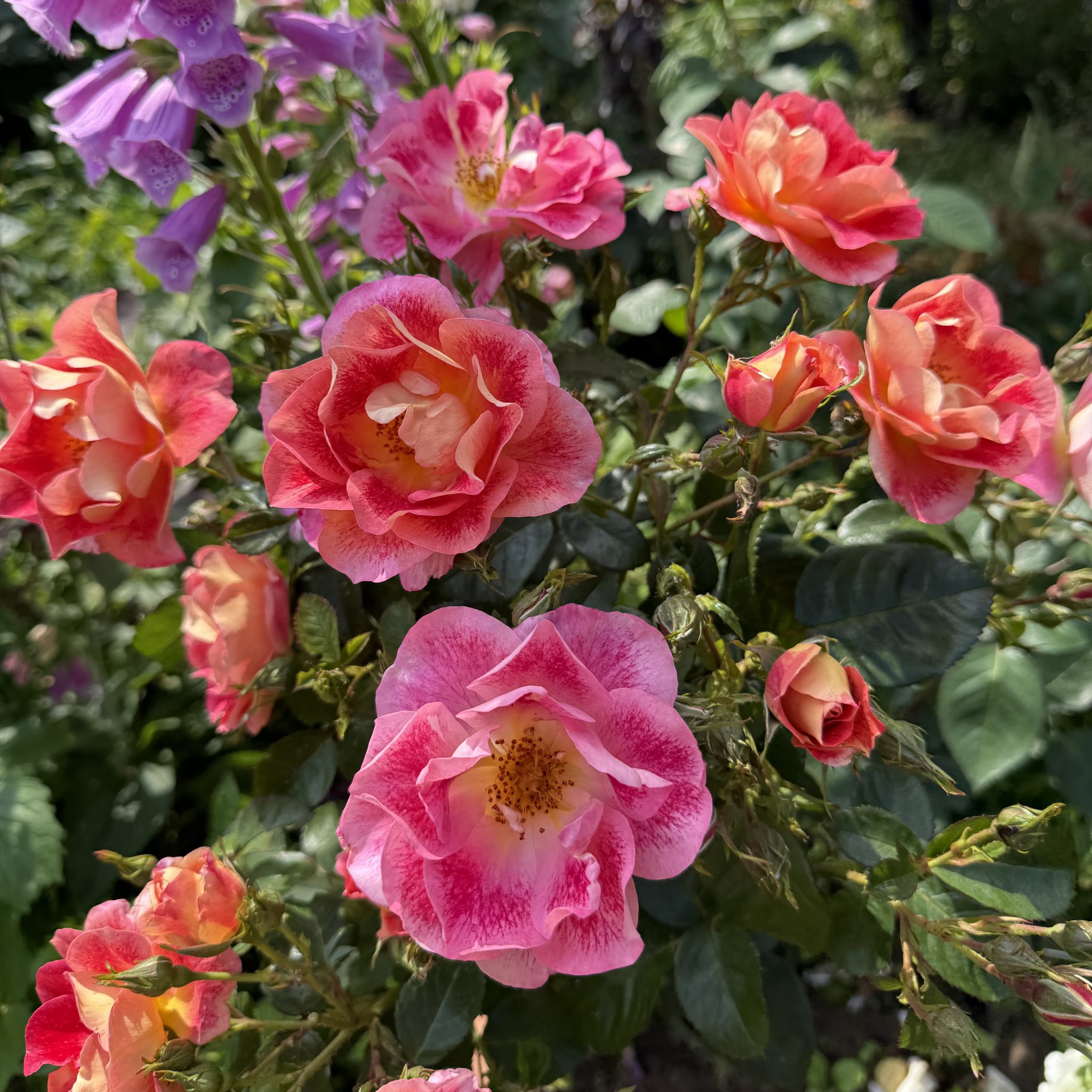 Beales Roses Peter Beales Roses launches BBC ‘The One Show 20th Rose’ at the RHS ...