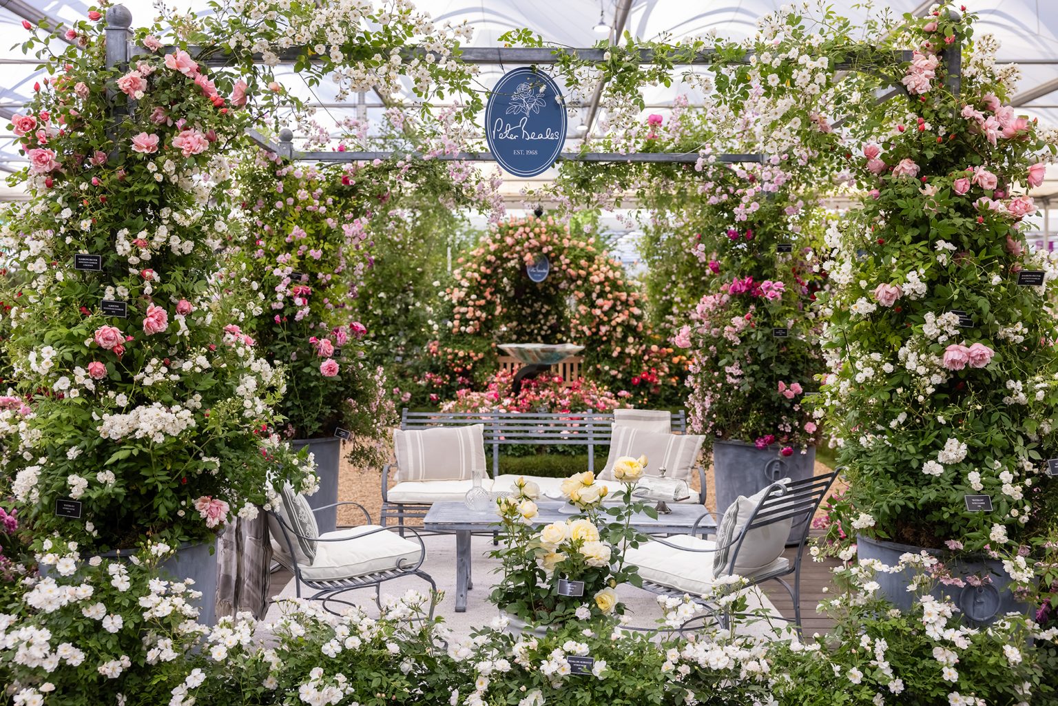 Beales Roses Peter Beales Roses Wins Historic 31st Gold Medal at the RHS Chelsea ...