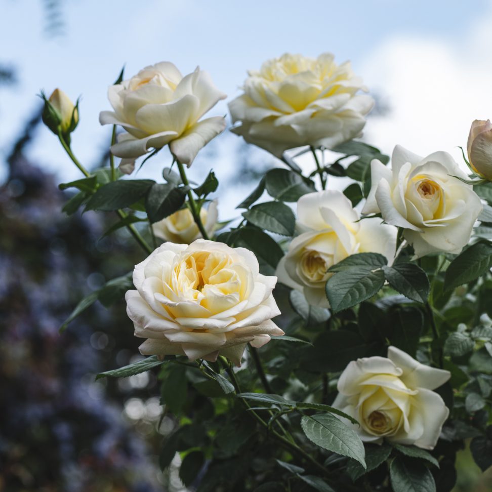 Beales Roses Peter Beales Roses Wins Historic 31st Gold Medal at the RHS Chelsea ...