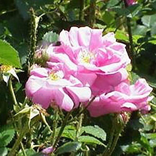 A Longs Pédoncules (Shrub Rose) Bundle