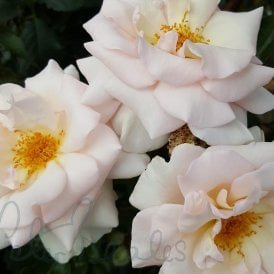 A Whiter Shade Of Pale