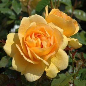 Absolutely Fabulous (Bush) Bare Root Rose