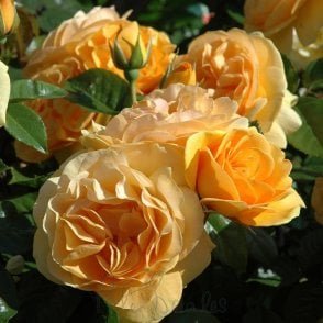 Absolutely Fabulous (Standard) Potted Rose