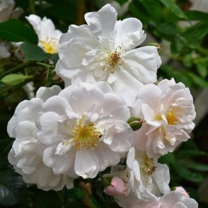 Adelaide D'Orleans Potted Rose