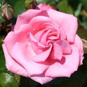 Agatha Christie Bare Root Rose