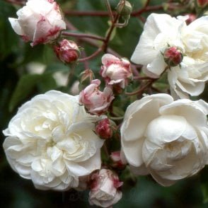 Aimee Vibert Potted Rose