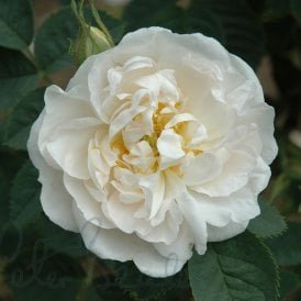 Alba Maxima