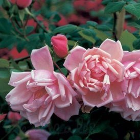 Albertine