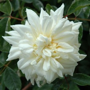 Alberic Barbier (Weeping Standard) Potted Rose