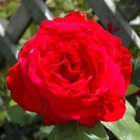 Alecs Red