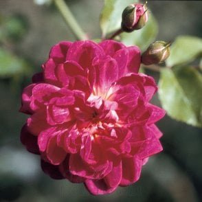 Alexander Girault Bare Root Rose