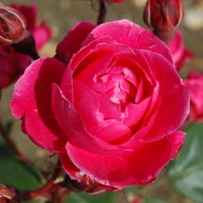 Alexander Mckenzie (Shrub Rose) Bare Root Rose