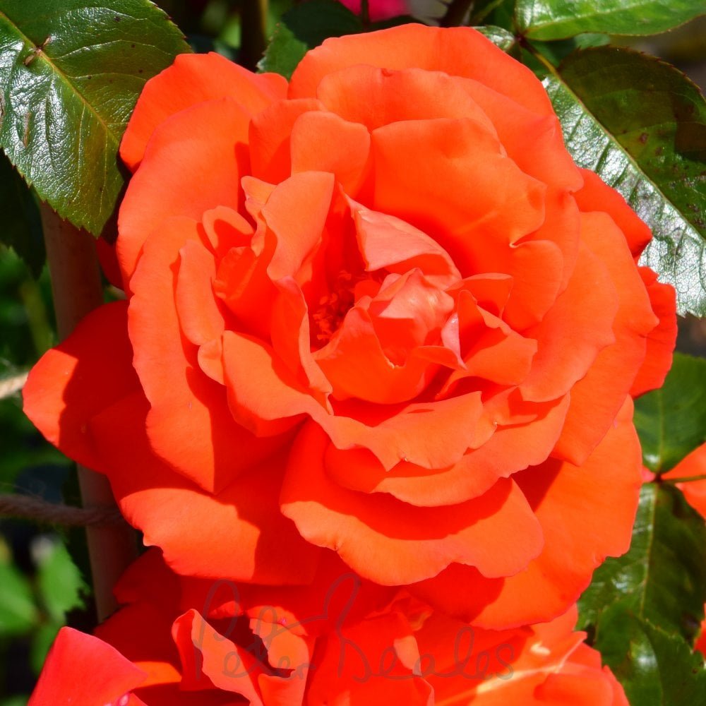 Alexander - Roses from Peter Beales Roses UK
