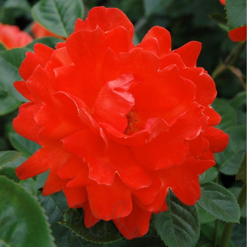 Alexander - Roses from Peter Beales Roses UK