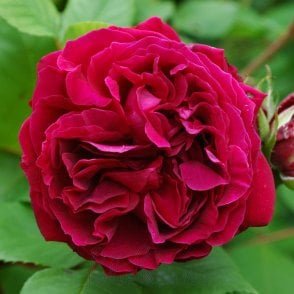 Alfred Colomb Potted Rose