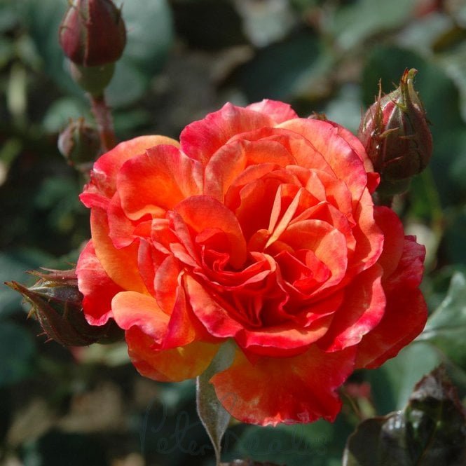 Alison Wheatcroft (Shrub Rose)