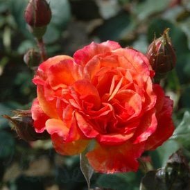 Alison Wheatcroft (Shrub Rose)