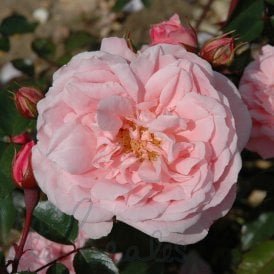 Alister Clark (Shrub Rose)