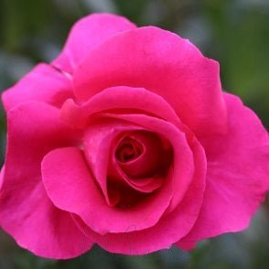 All My Loving Bare Root Rose