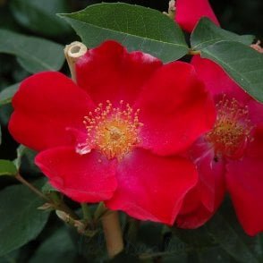 Allen Chandler Potted Rose