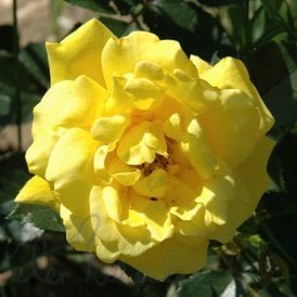 Allgold (Bush Rose)