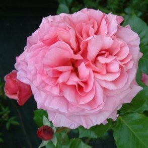 Aloha Potted Rose
