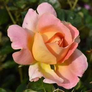 Alpine Sunset Bare Root Rose