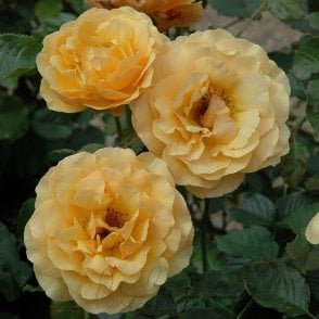 Amber Queen (Standard Rose) Potted Rose