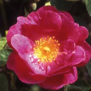 Amy Robsart Bare Root Rose