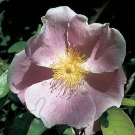 Anemone Rose
