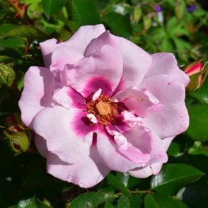 Angel Eyes Bare Root Rose