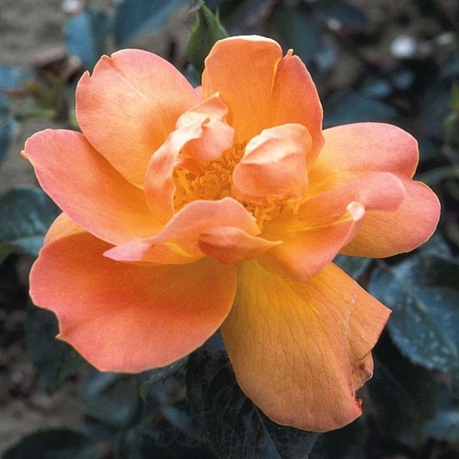Angèle Pernet (Bush Rose)