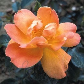 Angèle Pernet (Bush Rose)