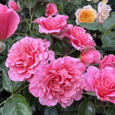 Anne's Rose