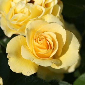 Anniversary Wishes Bare Root Rose
