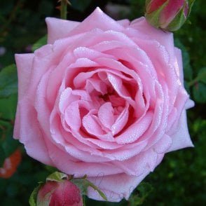 Anthony Potted Rose