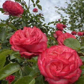 Antique Bare Root Rose