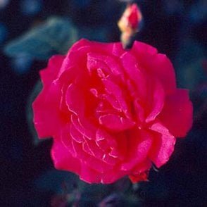 Ards Rover Bare Root Rose