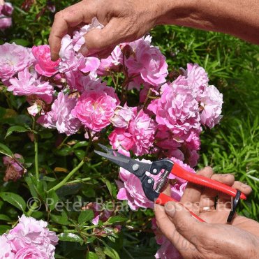 Ars Fruit Pruners 300L