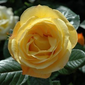 Arthur Bell (Bush) Bare Root Rose