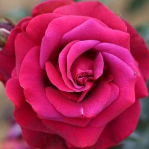 As Good As It Gets Potted Rose