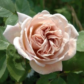 Ashwednesday Potted Rose