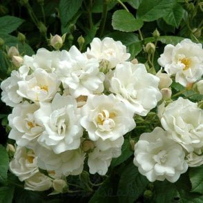 Astra Desmond Potted Rose