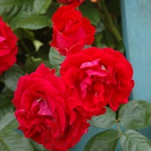 Attleborough Bare Root Rose
